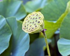 multiple fruit of Nelumbo nucifera