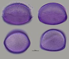 hydrated pollen