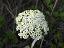 inflorescence of Viburnum lantana