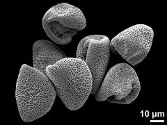 dry pollen grains