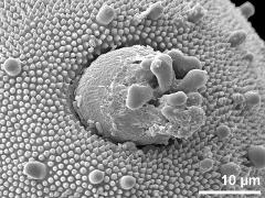 aperture,operculum