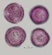 hydrated pollen