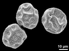 dry pollen grains