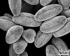 dry pollen grains