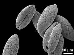 dry pollen