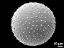 hydrated pollen grain