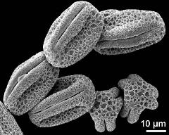 dry pollen grains