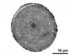 pollen grain in cross section