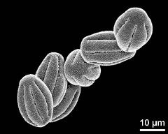 dry pollen grains