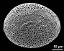 polar view (distal)