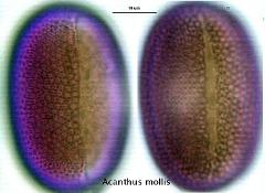 hydrated pollen