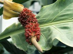 inflorescence of Anthurium cubense