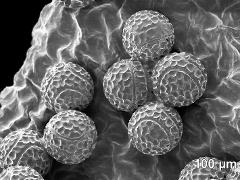 dry pollen grains