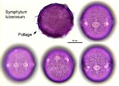 hydrated pollen