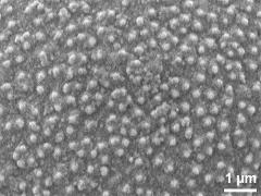 exine surface