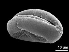 dry pollen grain