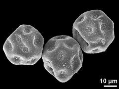 dry pollen grains