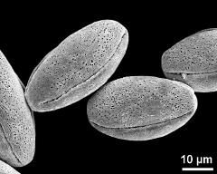 dry pollen grains