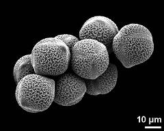 hydrated pollen grains