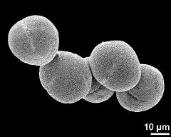 hydrated pollen grains