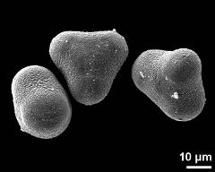 hydrated pollen grains