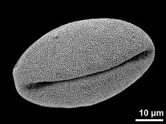 dry pollen grain (equatorial view)