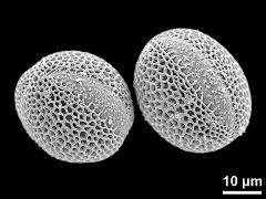 hydrated pollen grains