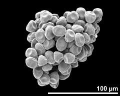 dry pollen grains