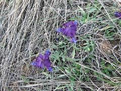 flower(s)