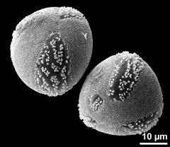 hydrated pollen grains