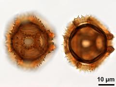 acetolyzed pollen