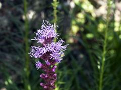 inflorescence(s)