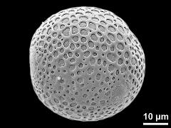 hydrated pollen grain