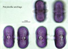 hydrated pollen