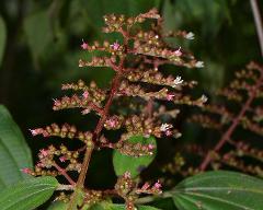 inflorescence(s)