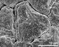 hydrated tetrads (in massula)