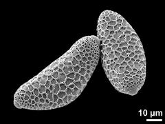 hydrated pollen grains