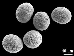 hydrated pollen grains