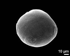 polar view (4-colporate pollen grain)