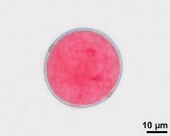3-celled pollen