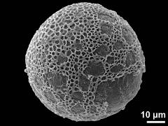 distal polar view