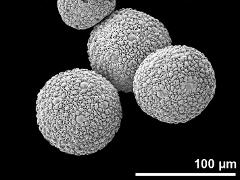 hydrated pollen grains