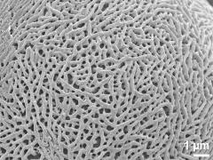 exine surface
