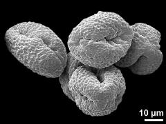 dry pollen grains