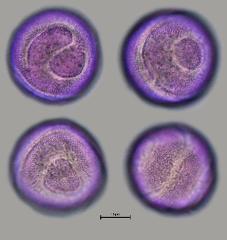 hydrated pollen