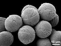 hydrated pollen grains