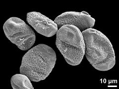 dry pollen grains