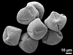 dry pollen grains