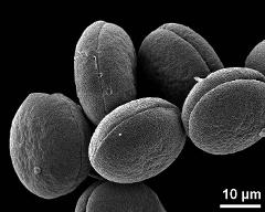 dry pollen grains