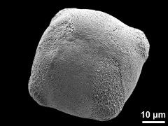 polar view (4-colporate pollen grain)